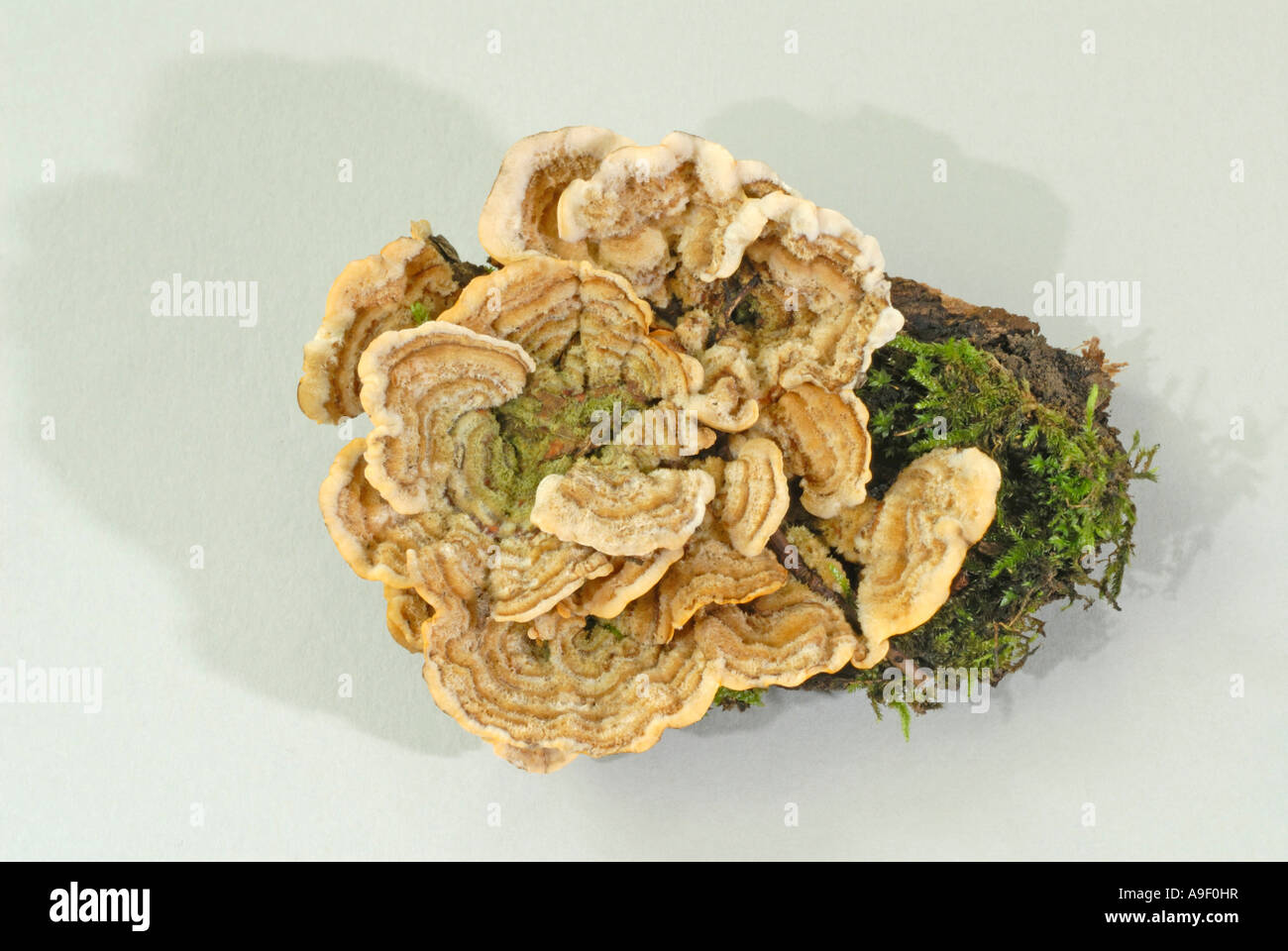 Queue de la Turquie, de champignons polypores multicolores (Trametes versicolor, Coriolus versicolor) sur journal moussu Banque D'Images