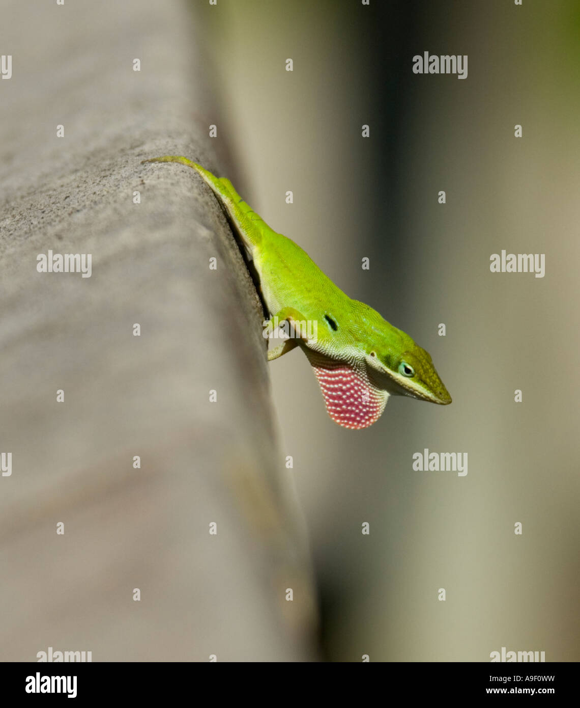 Anole vert l'affichage ou de l'anole Carolina Anolis carolinensis Parc National des Everglades - Floride - USA Banque D'Images