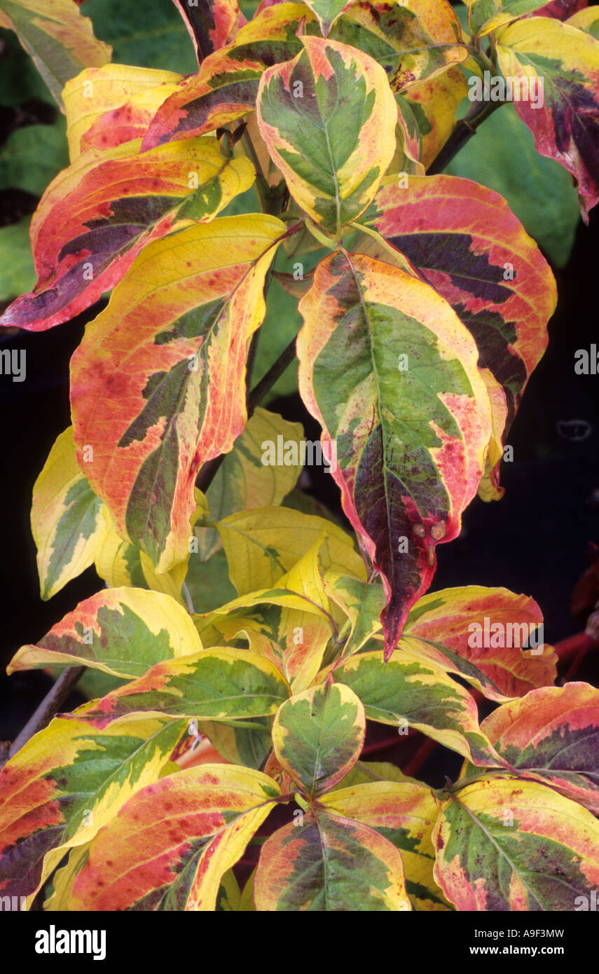 Cornus florida 'Cherokee Sunset', detail, rouge, vert, jaune, de cornouiller panaché, feuille, plante, jardin, cornouiller Banque D'Images