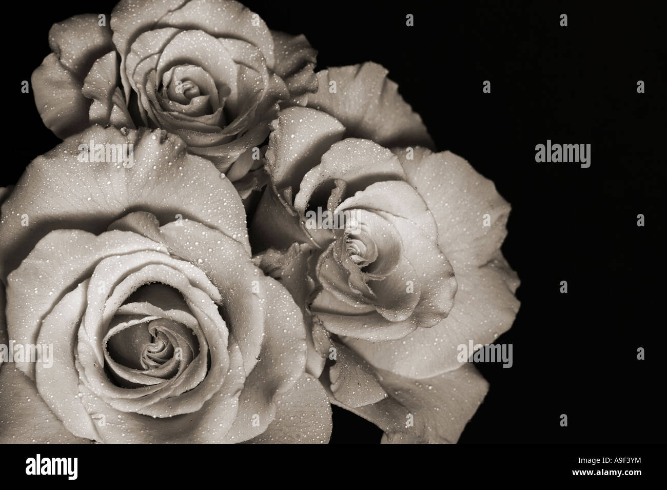 Trois roses blanches avec des gouttes de pluie sur fond noir Angleterre Banque D'Images