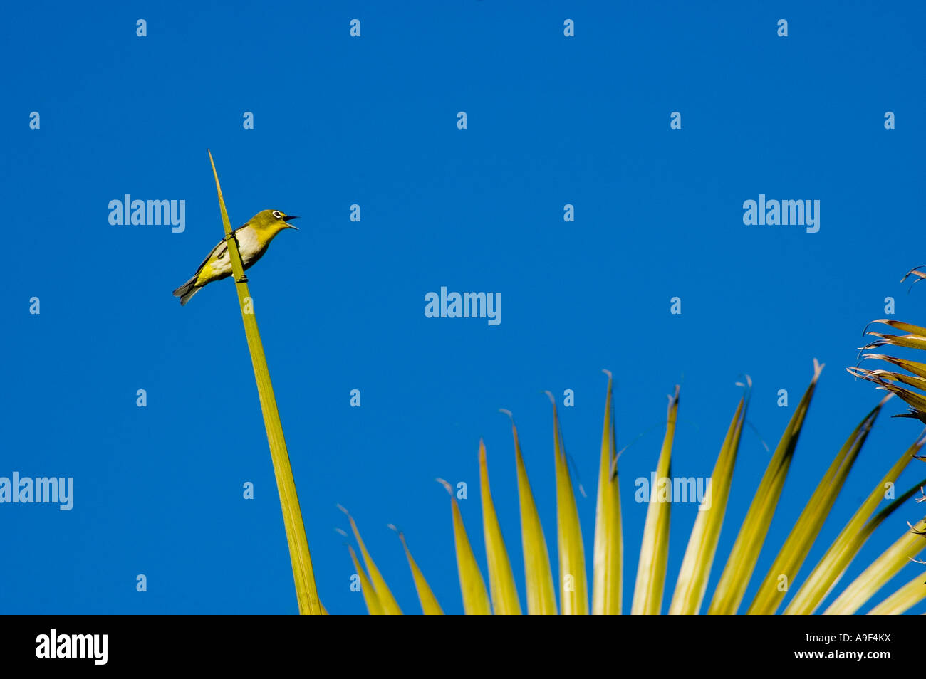 Japanese white-eye (Zosterops japonicus) sur l'île de Maui, Hawaii Banque D'Images