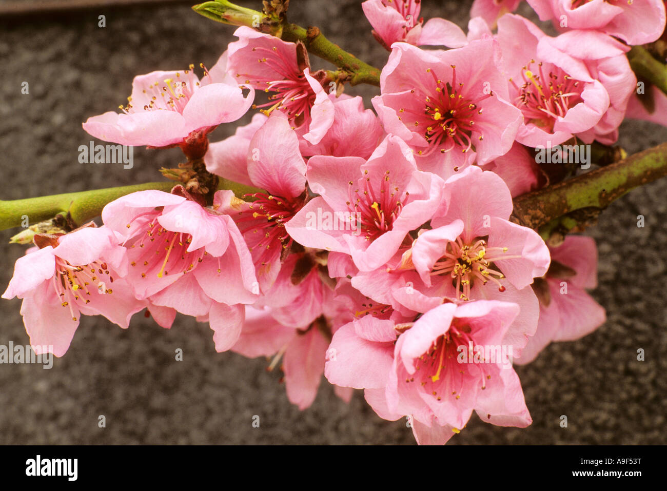 Prunus persica var nectarina Lord Napier NH Banque D'Images