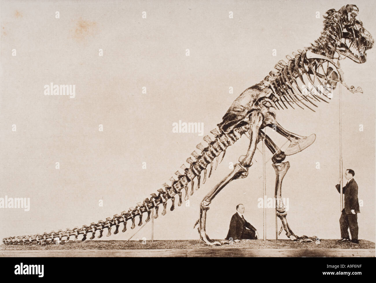 Le squelette de Tyrannosaurus rex. Dans l'American Museum of Natural History de New York. Banque D'Images