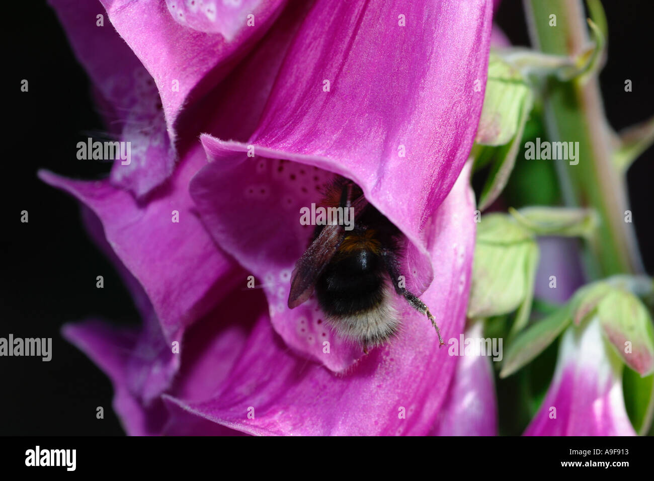 Gros plan des fleurs commune avec le pollen d'entrer à l'abeille Banque D'Images