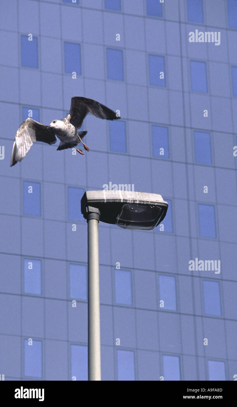 Une mouette voler loin de son lieu de repos lampadaire Rotterdam Pays-Bas Banque D'Images