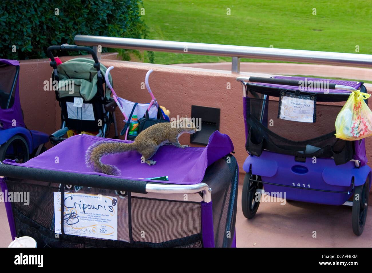 Spermophile de voleur Banque D'Images