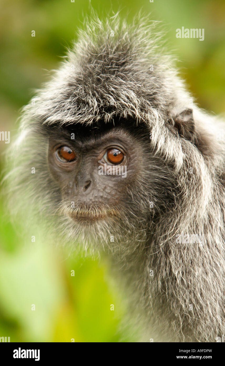 Asie, Bornéo, Malaisie, parc national de Bako, Silver Leaf Monkey (Trachypithecus cristatus) Banque D'Images