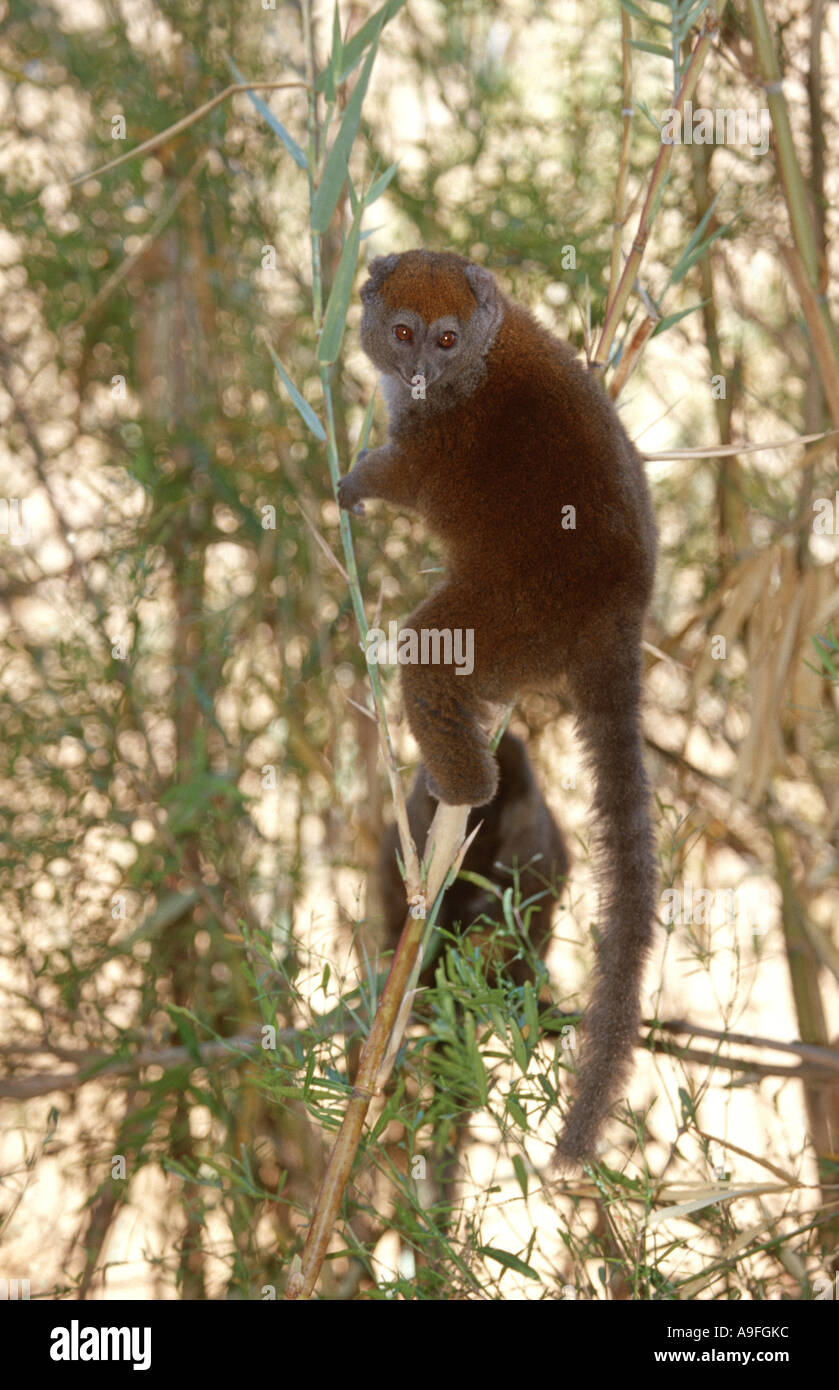 À nez large lemur doux (hapalemur simus), tenant sur des rameaux, Madagascar Banque D'Images