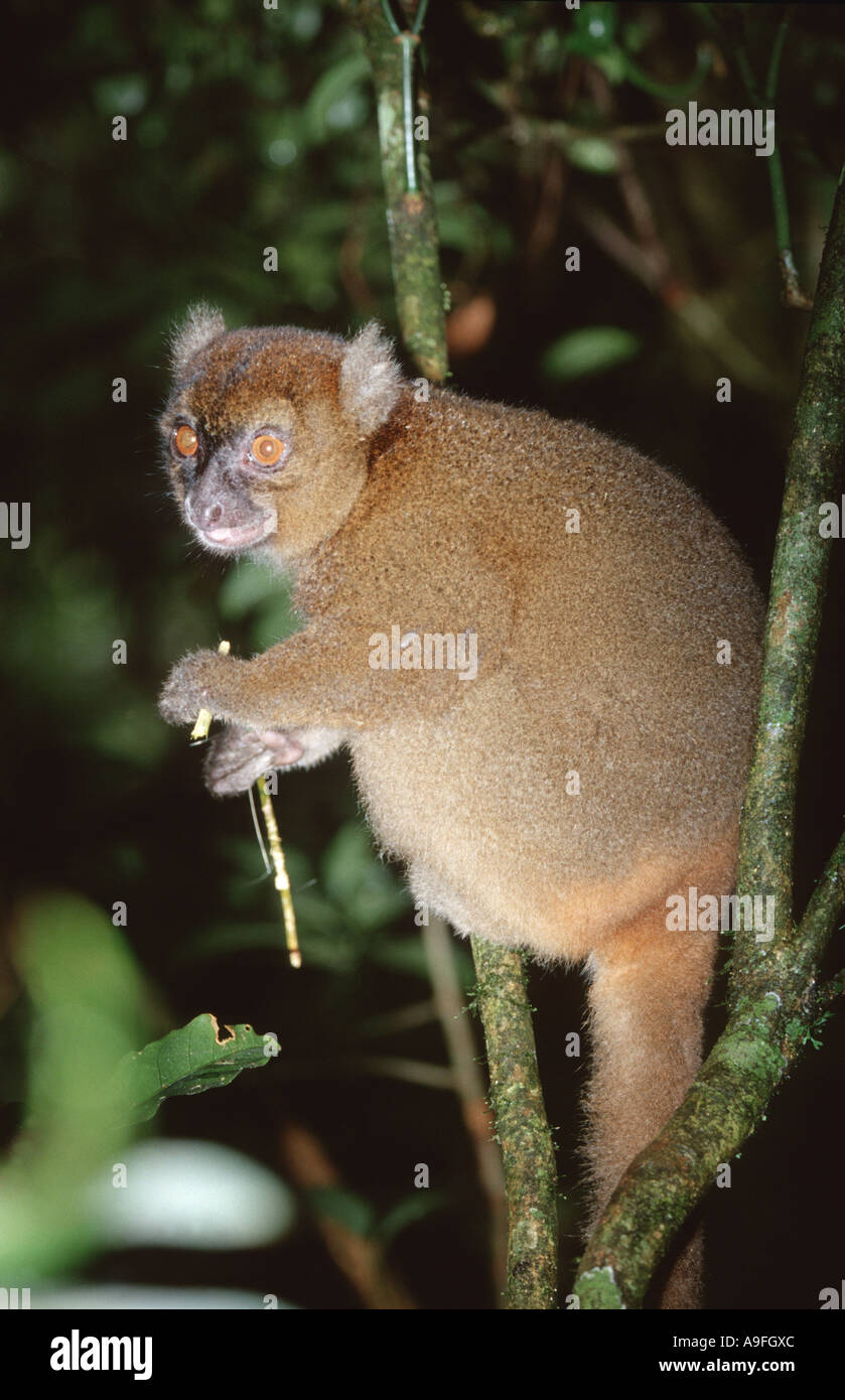 À nez large lemur doux (hapalemur simus), assis sur des rameaux, Madagascar Banque D'Images