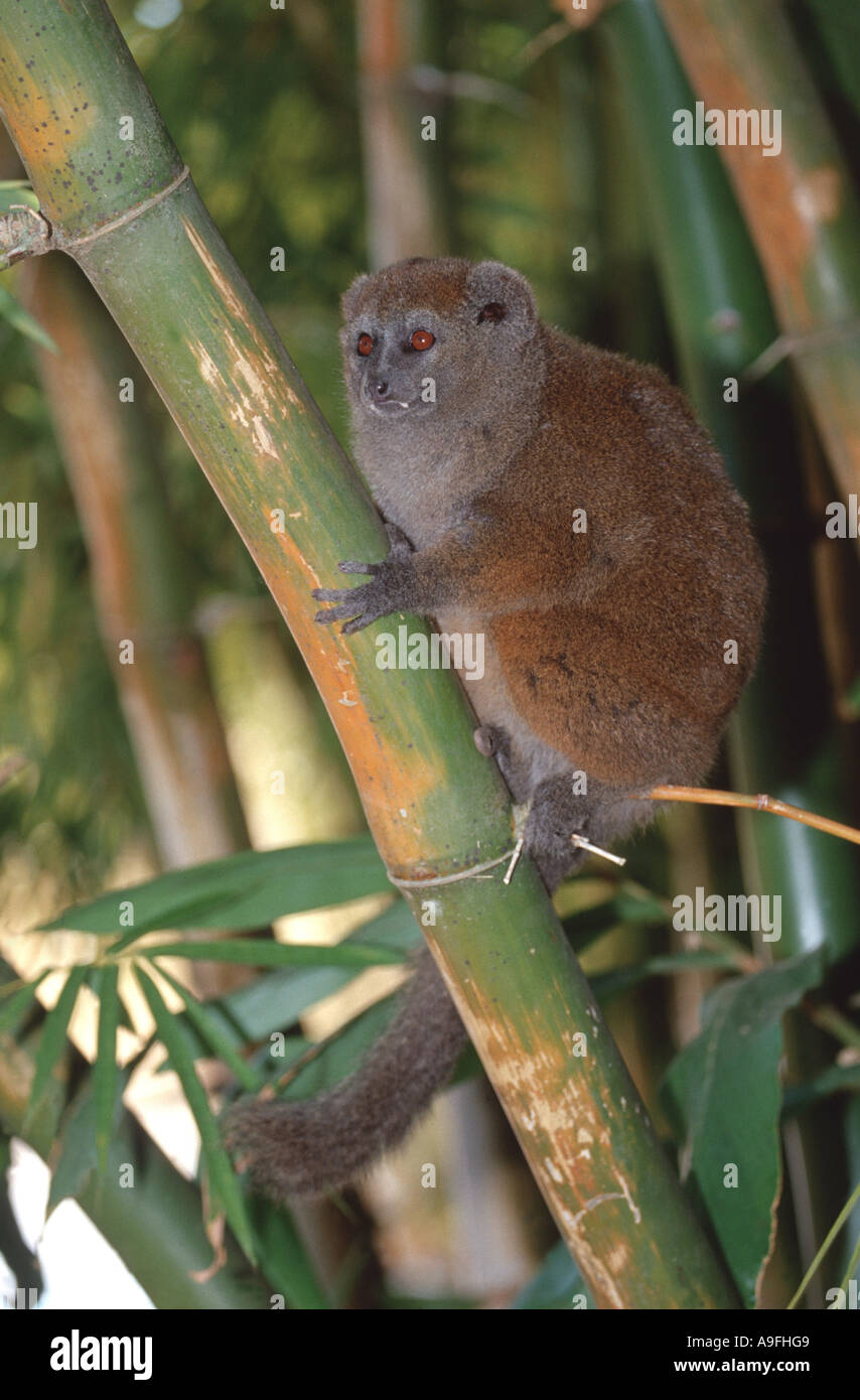 À nez large lemur doux (hapalemur simus), assis sur le bambou, à Madagascar Banque D'Images
