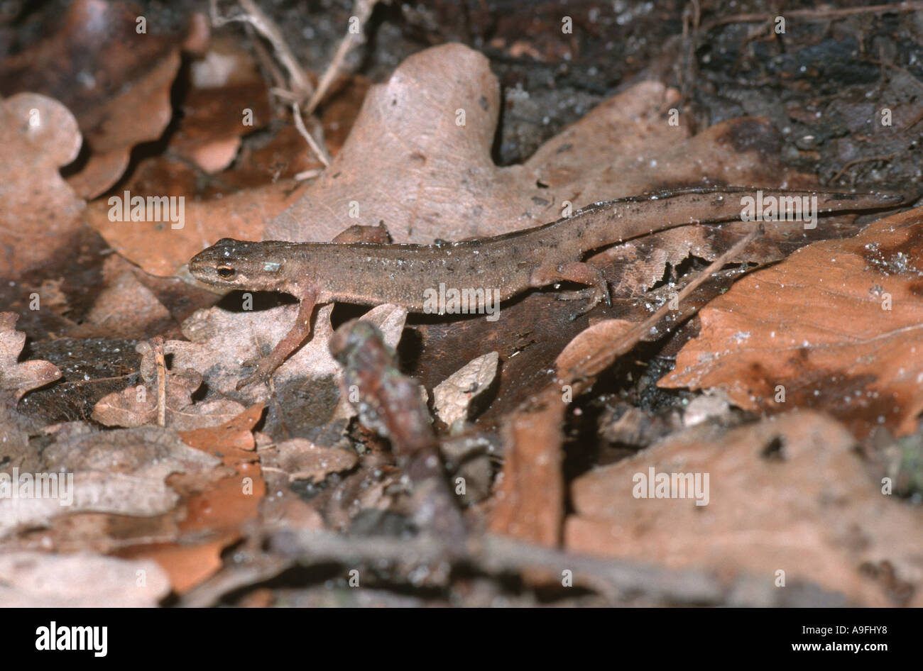 Smooth newt (Triturus vulgaris), la marche sur le feuillage, Allemagne Banque D'Images