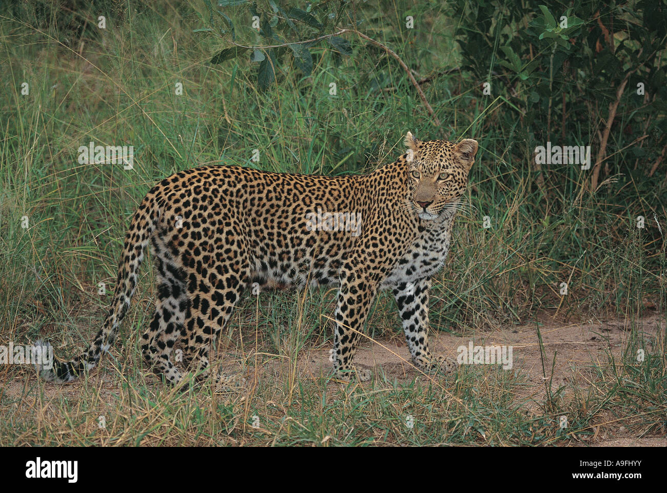 Leopard Mala Mala Game Reserve près du Parc National Kruger en Afrique du Sud Banque D'Images