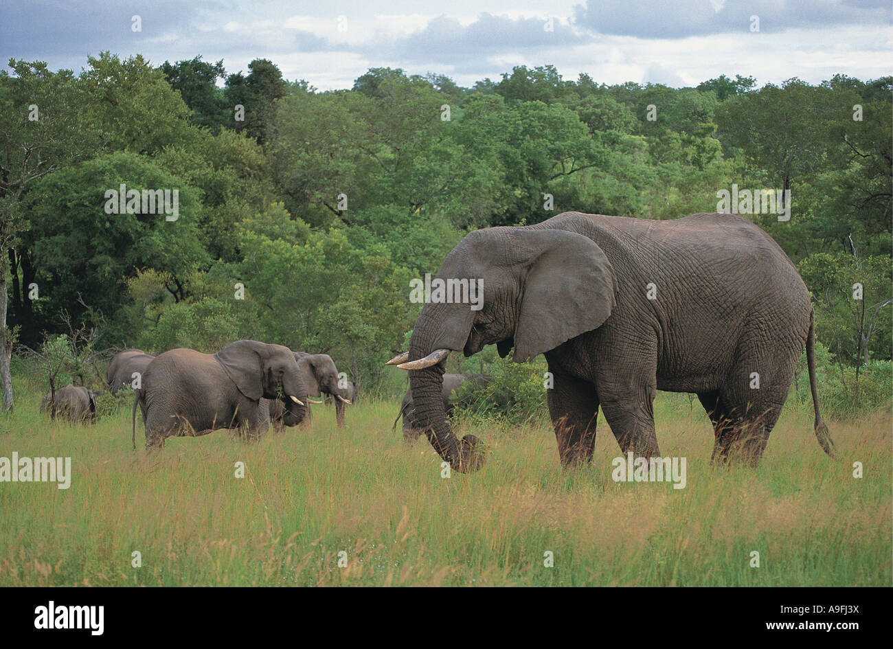 Un groupe d'Éléphants le pâturage dans Mala Mala Game Reserve près du Parc National Kruger en Afrique du Sud Banque D'Images