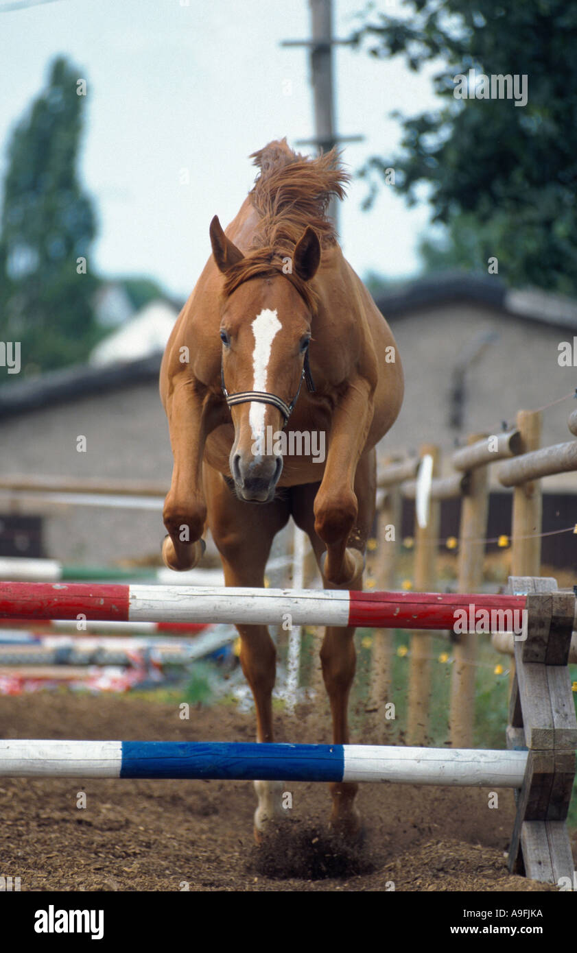 Oldenburg horse (Equus przewalskii f. caballus), sauter sur obstacle Banque D'Images