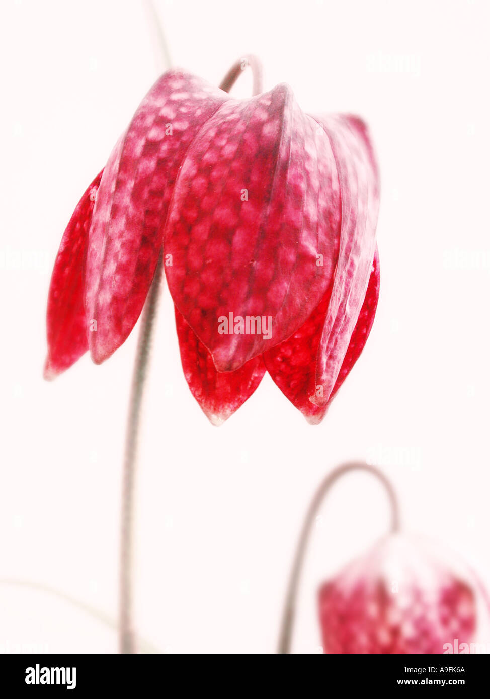 Snakeshead Fritillary Nom commun Nom latin Fritillaria meleagris Banque D'Images