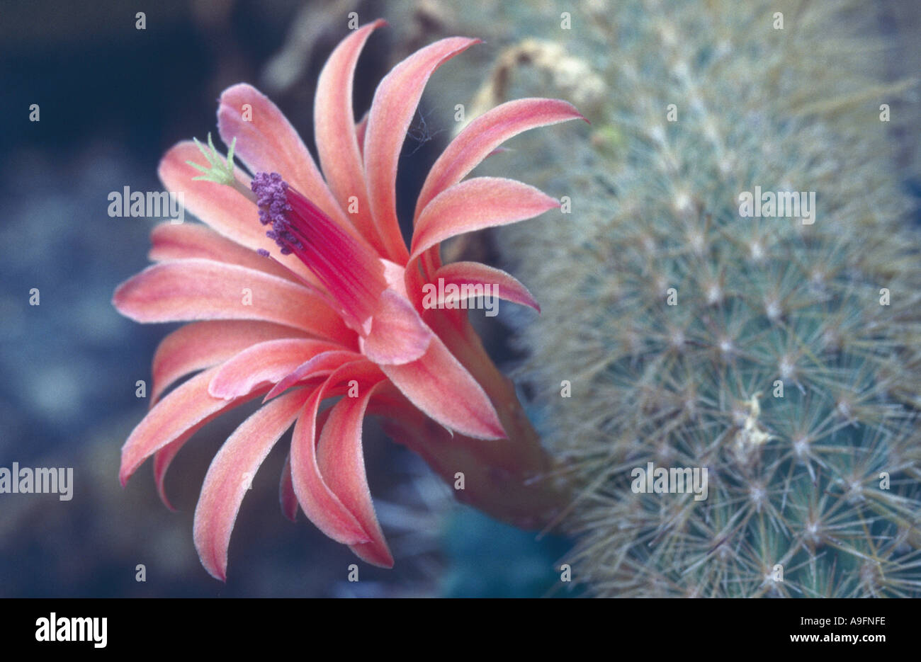 Cactus queue de singe (Hildewintera aureispina, Cleistocactus aureispina), la floraison. Banque D'Images