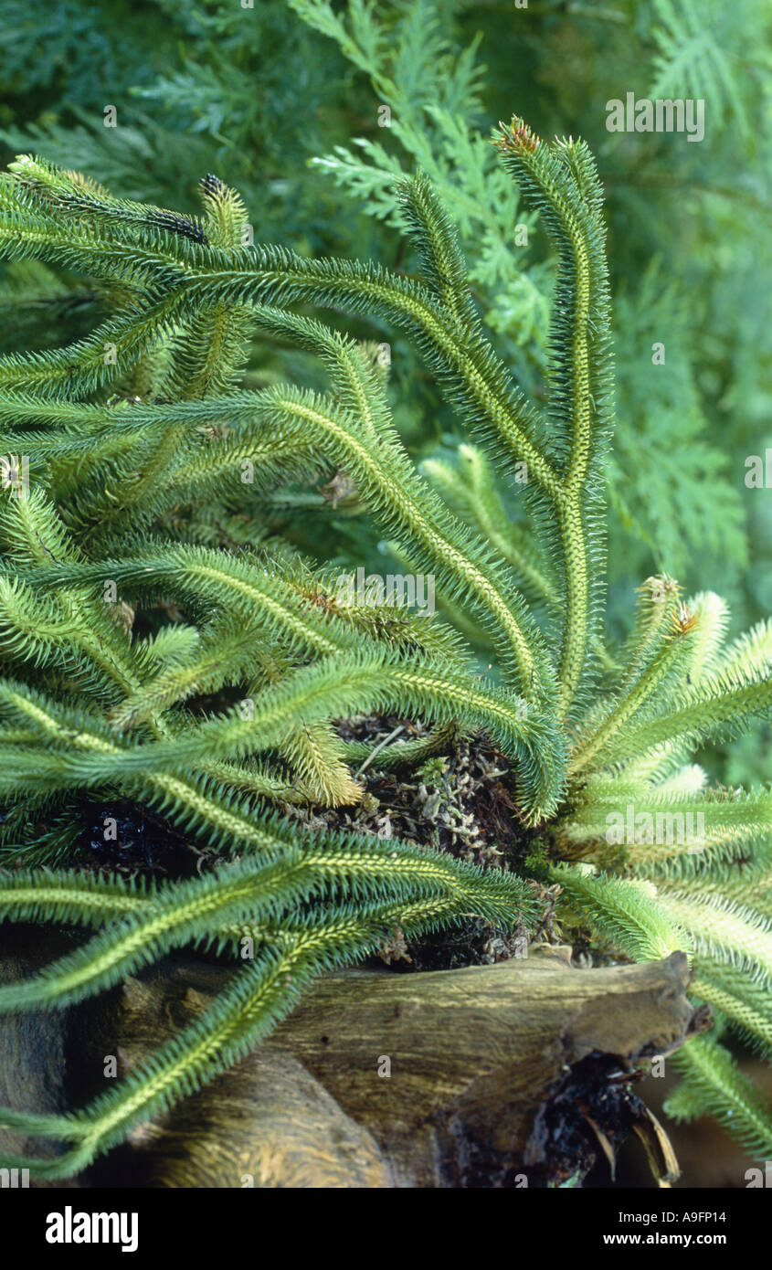 Fern rock tassel (Huperzia squarrosa, Lycopodium squarrosa). Banque D'Images