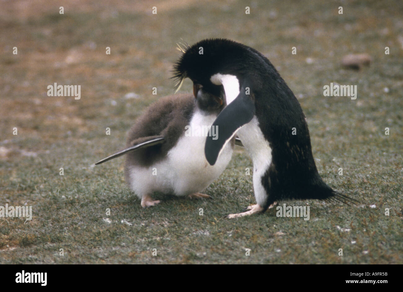 Rockhopper Penguin (Eudyptes chrysocome), nourrir le poussin, Îles Falkland Island, l'Île Saunders, le cou, Mar 04. Banque D'Images
