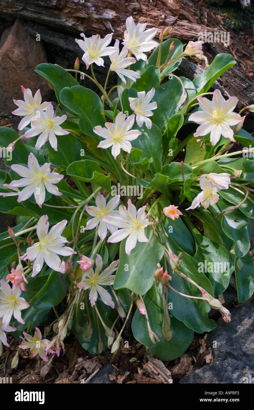 Fleur, Tweedy's LEWISIA (Lewisia tweedyi) WENATCHEE ROCK ROSE, de l'est des Cascades WA PEUT Banque D'Images