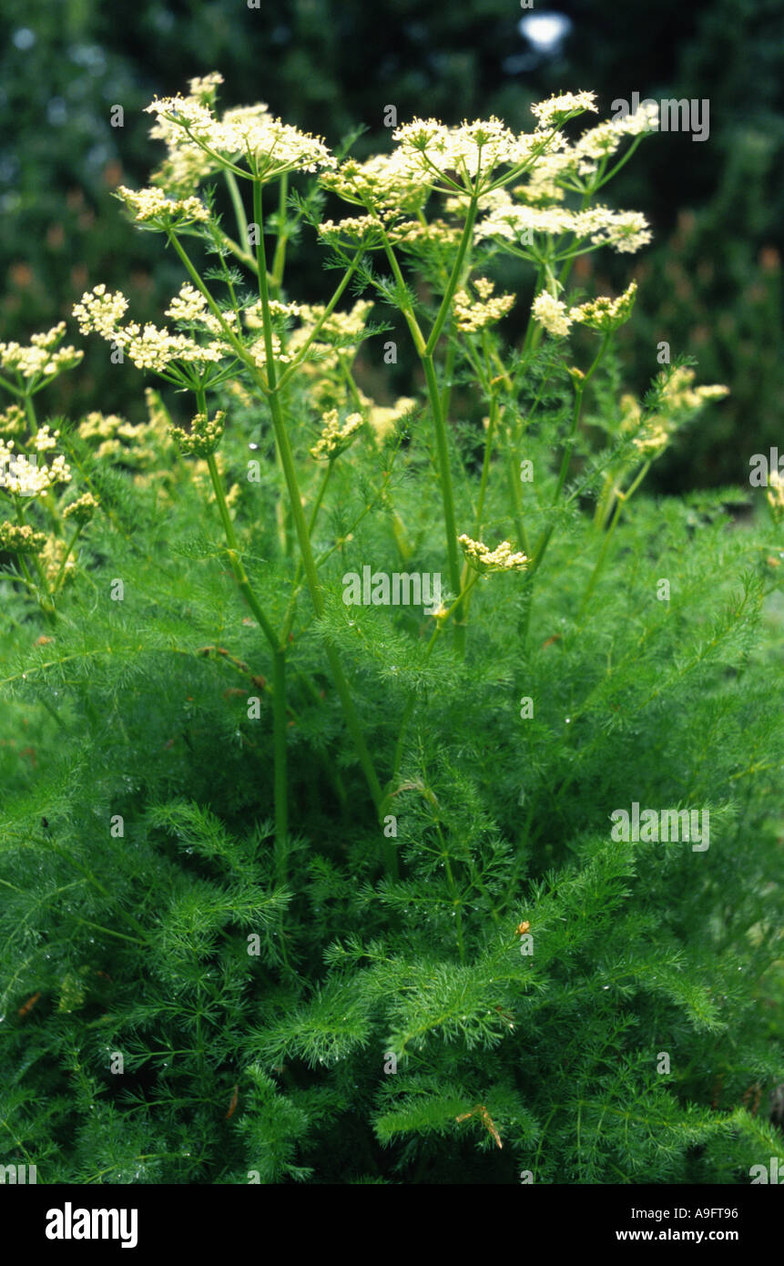 Spignel (Meum athamanticum), blooming Banque D'Images