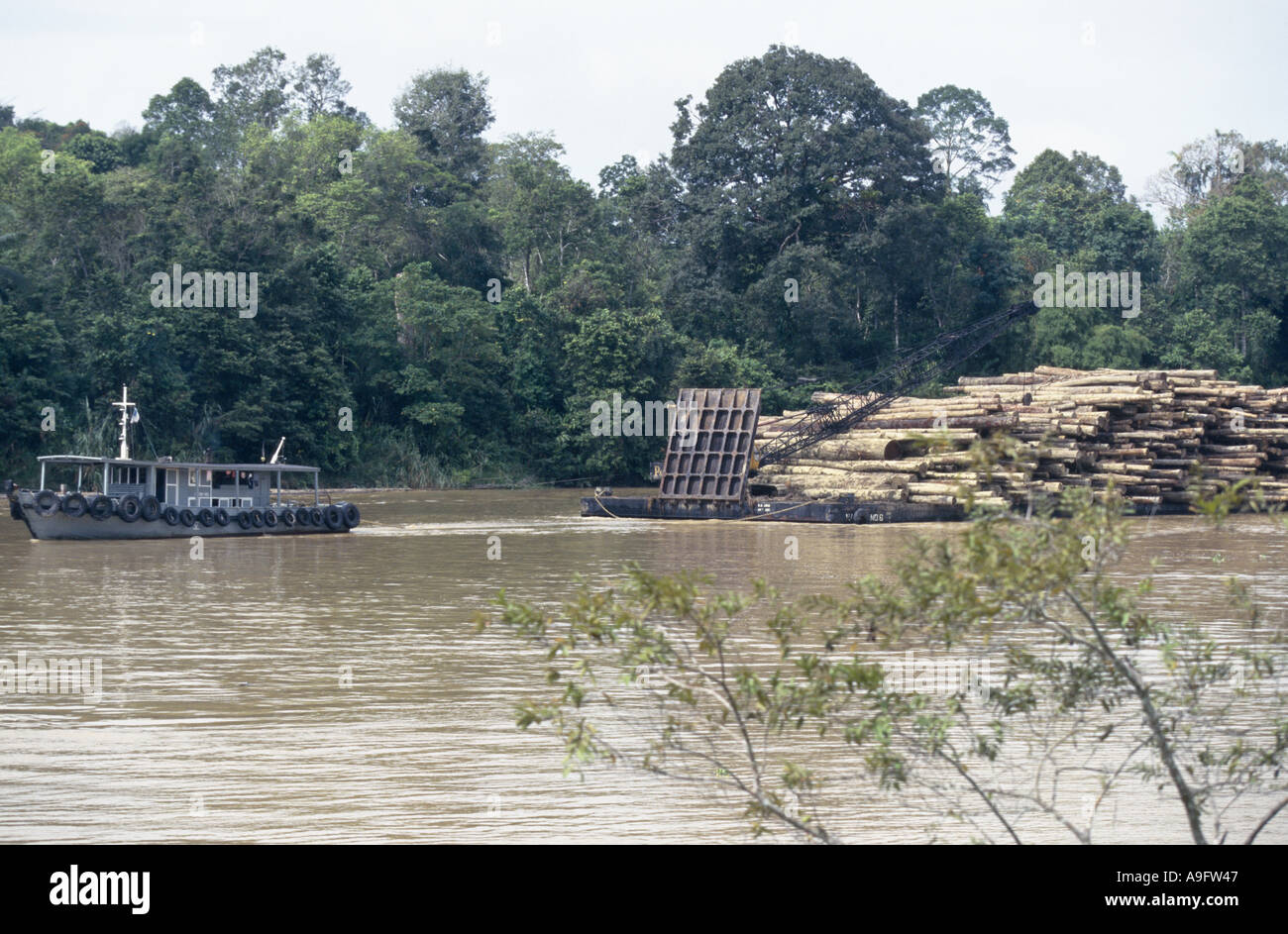 L'exploitation forestière de la forêt tropicale, l'expédition de billes, de Bornéo. Banque D'Images