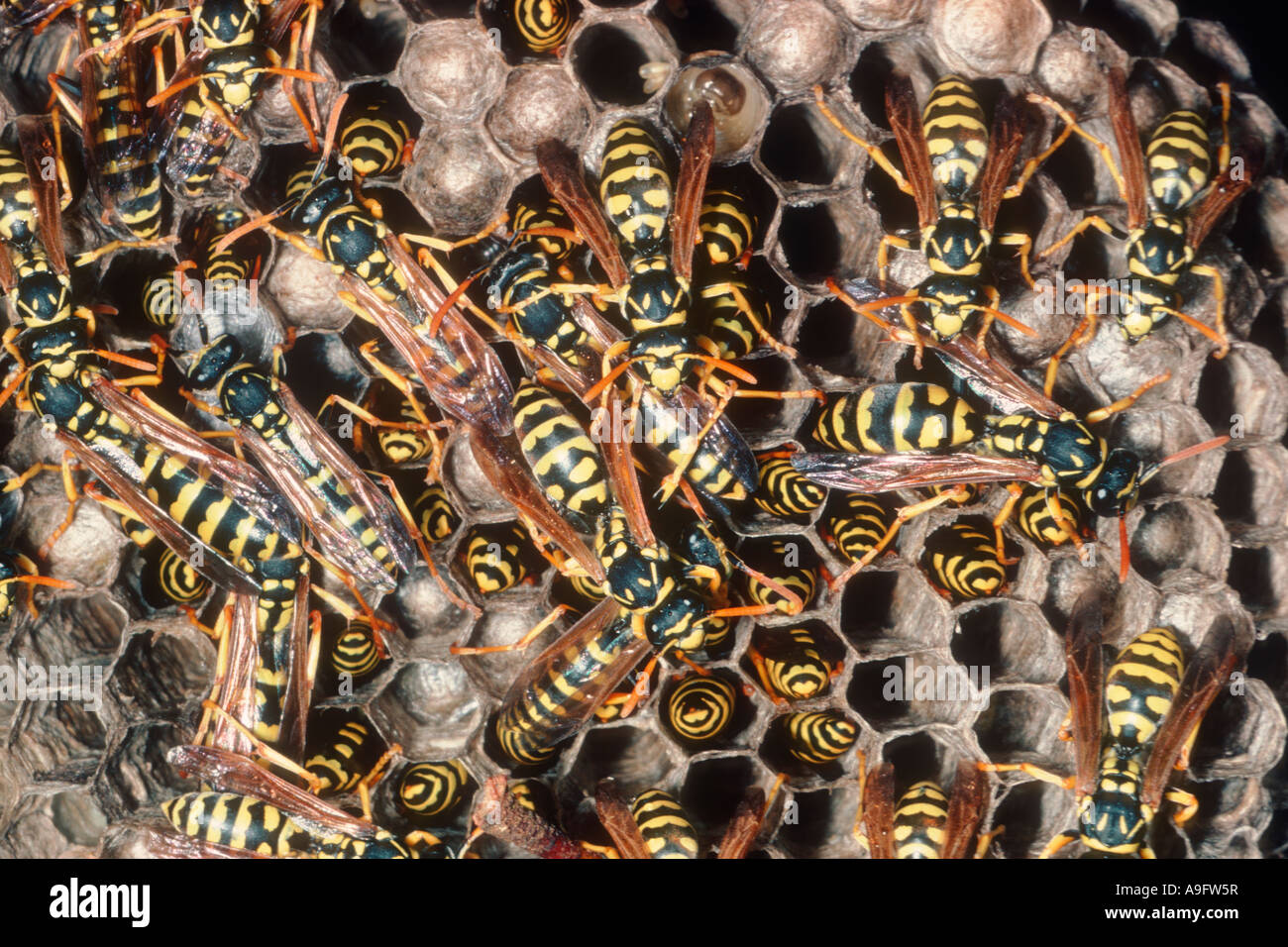 Les Guêpes Polistes gallicus, papier. Détail de groupe sur nid de guêpe Banque D'Images