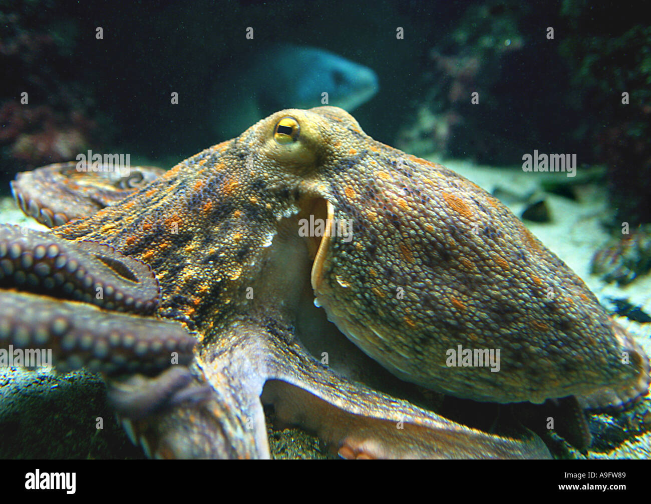 Poulpe commun, Octopus, Atlantique commun européen commun poulpe (Octopus vulgaris) Banque D'Images
