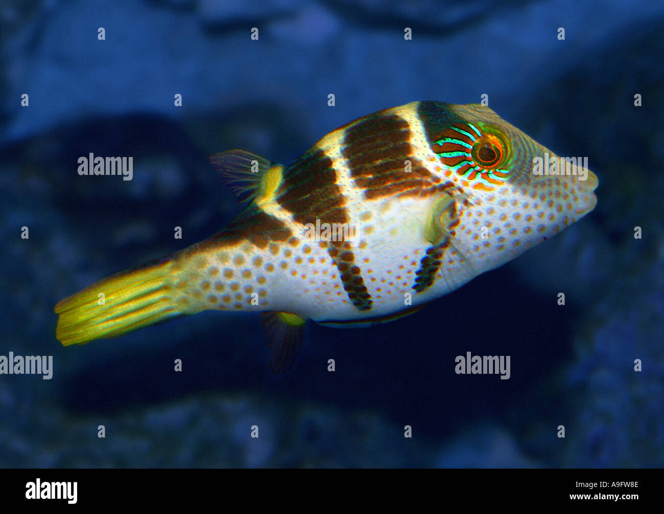 Black-sellé puffer (Canthigaster valentini), Indopacific Banque D'Images