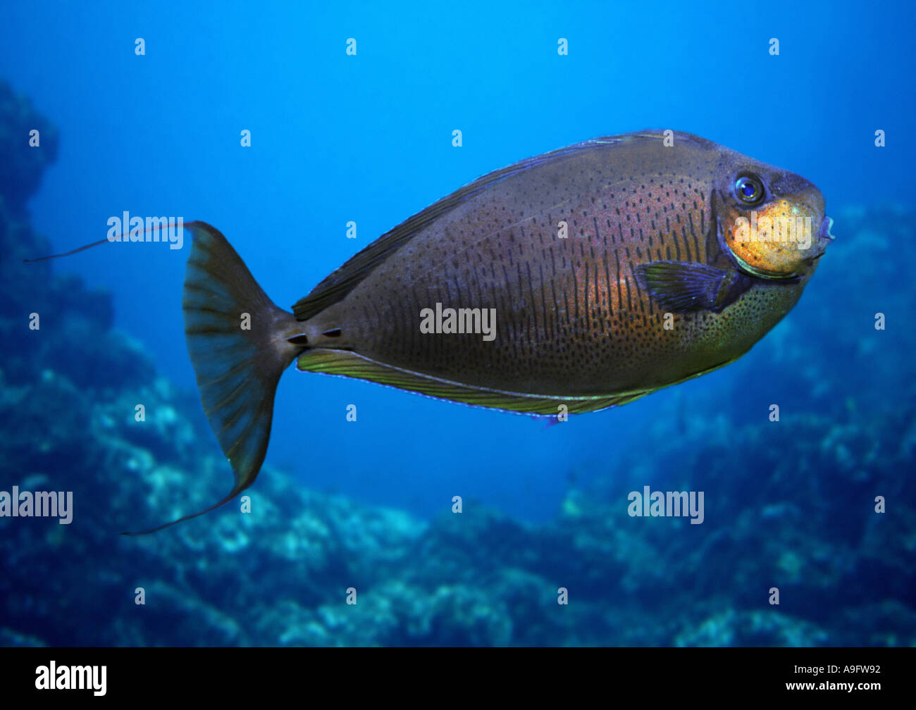 Bignose goldfish, goldfish, zebra Vlaming's goldfish (Naso vlamingii), Indopacific Banque D'Images