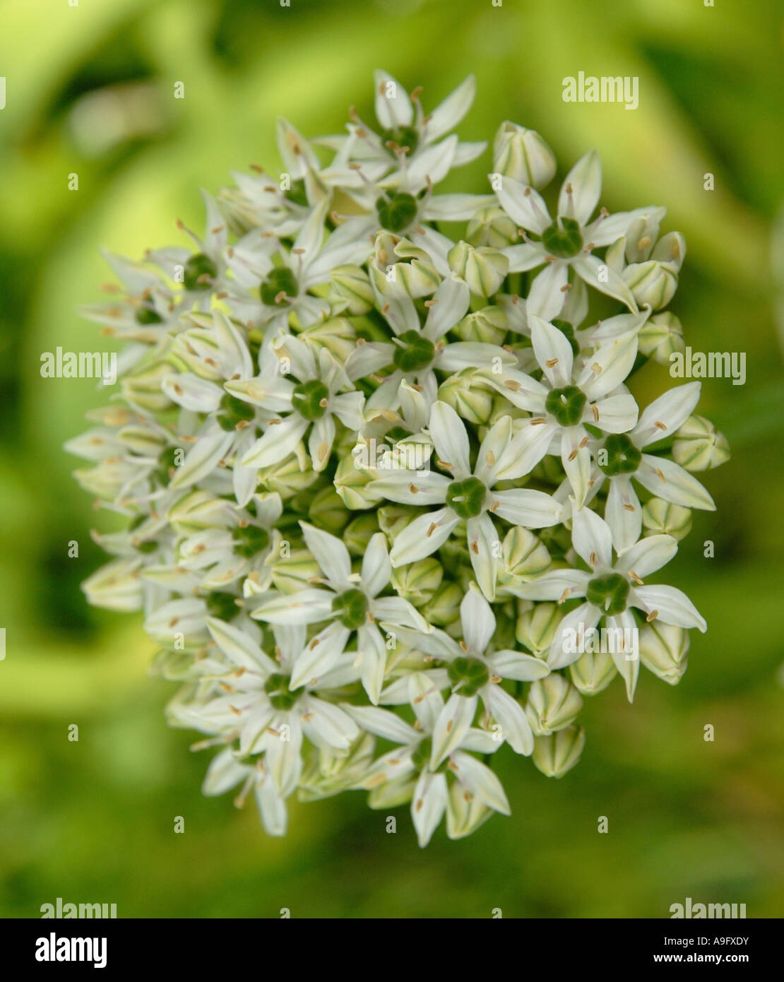 Fleur Allium Banque D'Images