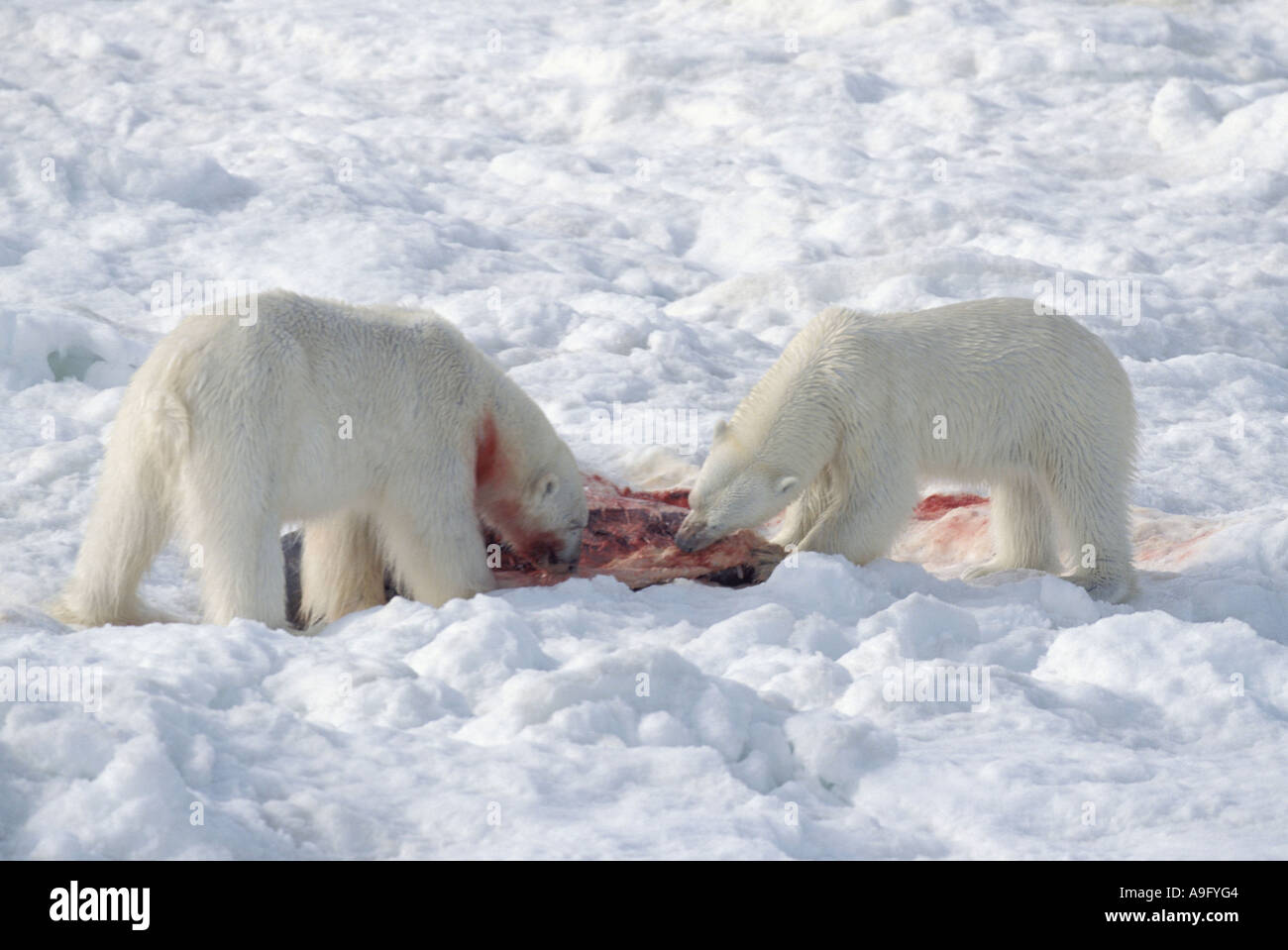 L'ours polaire (Ursus maritimus), deux individus capturés, l'alimentation, de la Norvège, Spitzberg phoque Banque D'Images