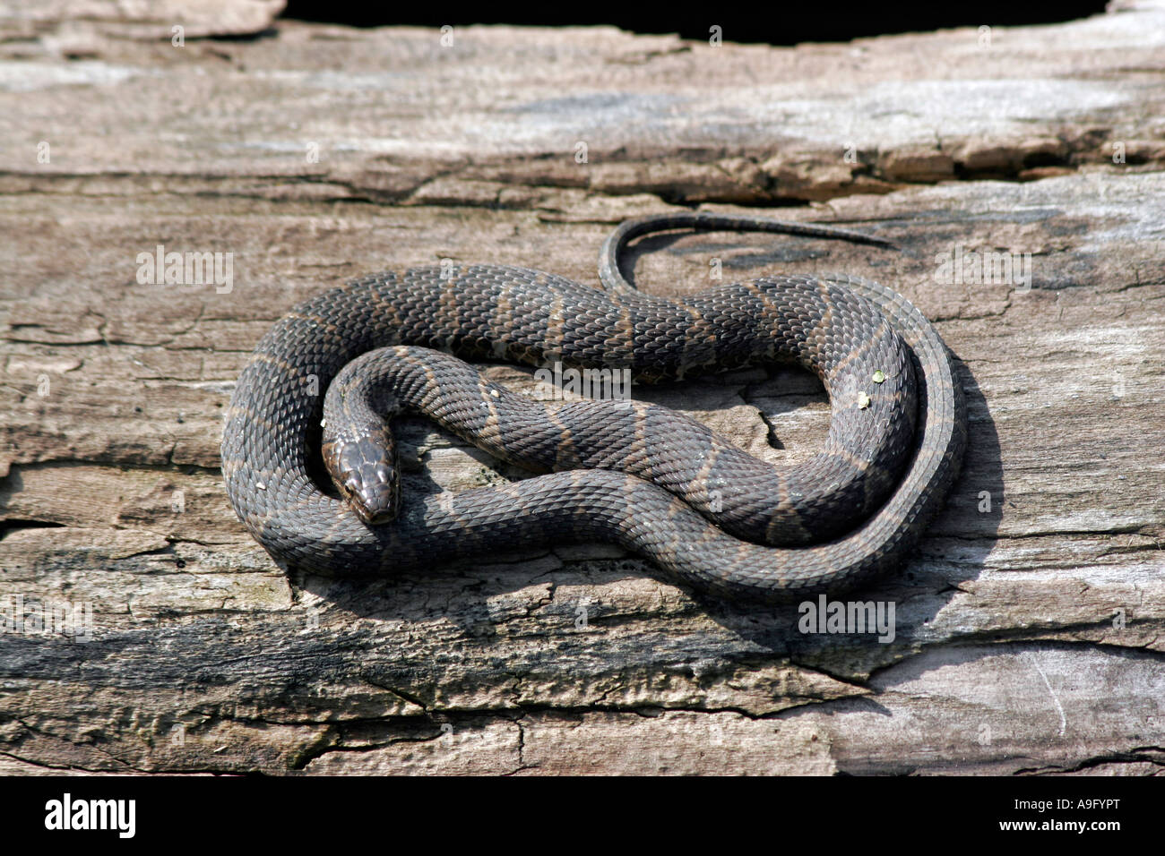 Couleuvre d’eau Banque D'Images