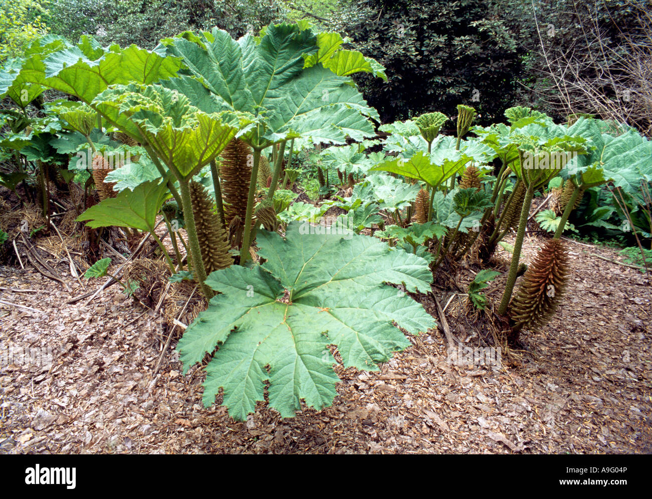 Gunnera manicata, Savill Gardens, Surrey, Angleterre, Royaume-Uni. Banque D'Images