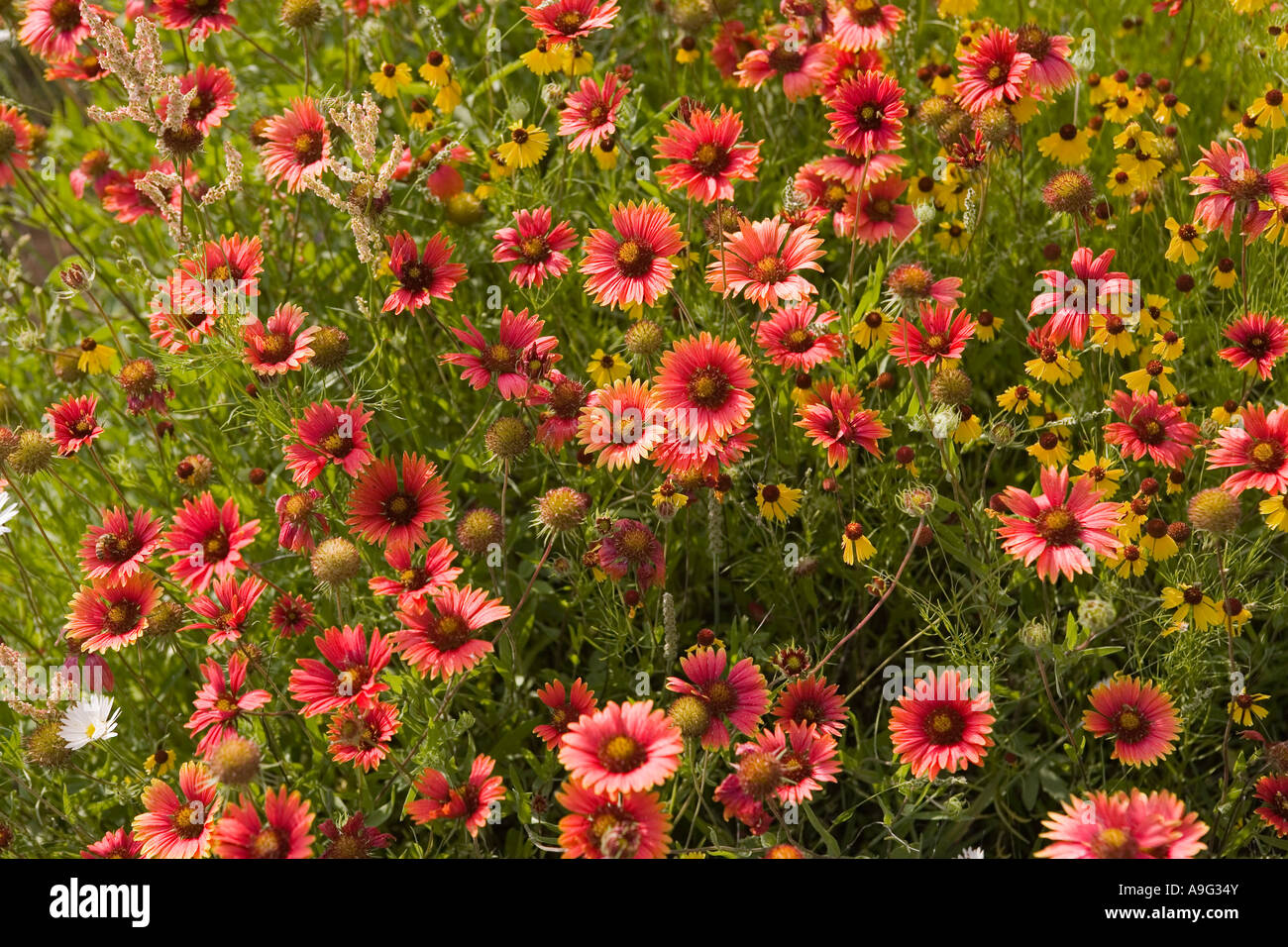 Domaine de La Gaillarde fleurs sauvages savent également comme Firewheels ou couvertures indiennes près de Fredericksburg, dans la montagne du Texas Banque D'Images