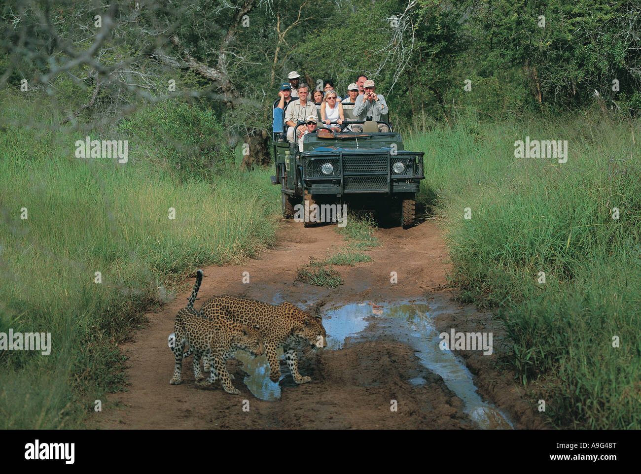 Ouvrez bondé avec visualisation tête Landrover touristiques léopards dans Mala Mala Game Reserve Afrique du Sud Banque D'Images
