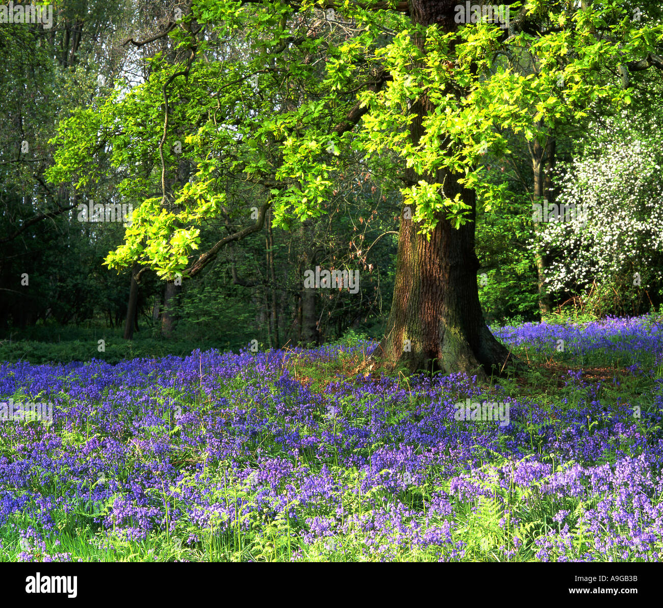 Bluebell Glade au printemps Woodland, Cheshire, England, UK Banque D'Images
