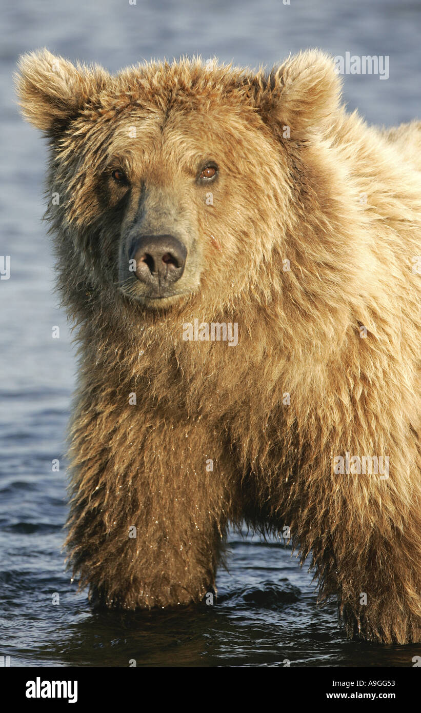 L'ours kodiak (Ursus arctos Ursus arctos middendorffi, middendorfi), femelle, USA, Alaska, Katmai NP Banque D'Images