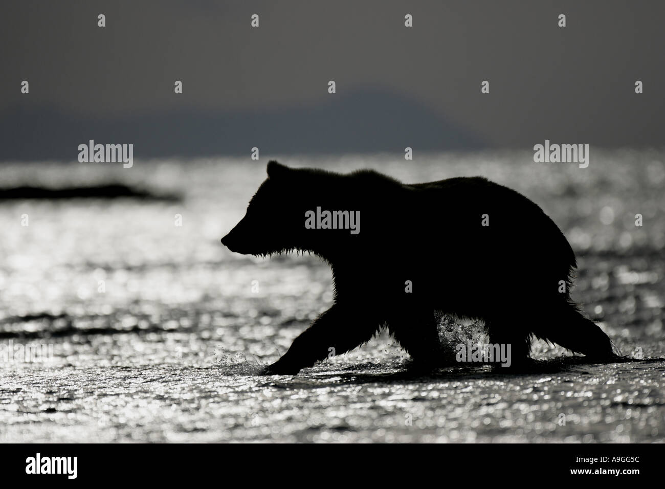 L'ours kodiak (Ursus arctos Ursus arctos middendorffi, middendorfi), en silhouette sur le bord de mer, USA, Alaska, Katmai NP Banque D'Images