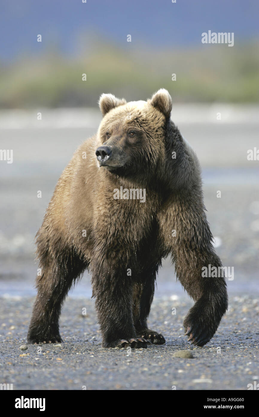 L'ours kodiak (Ursus arctos Ursus arctos middendorffi, middendorfi), sous-homme adulte marche, USA, Alaska, Katmai NP Banque D'Images