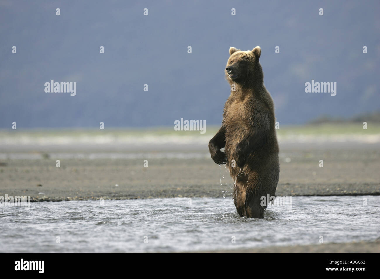 L'ours kodiak (Ursus arctos Ursus arctos middendorffi, middendorfi), sous-homme adulte debout sur ses pattes dans les marées creek, États-Unis, Al Banque D'Images