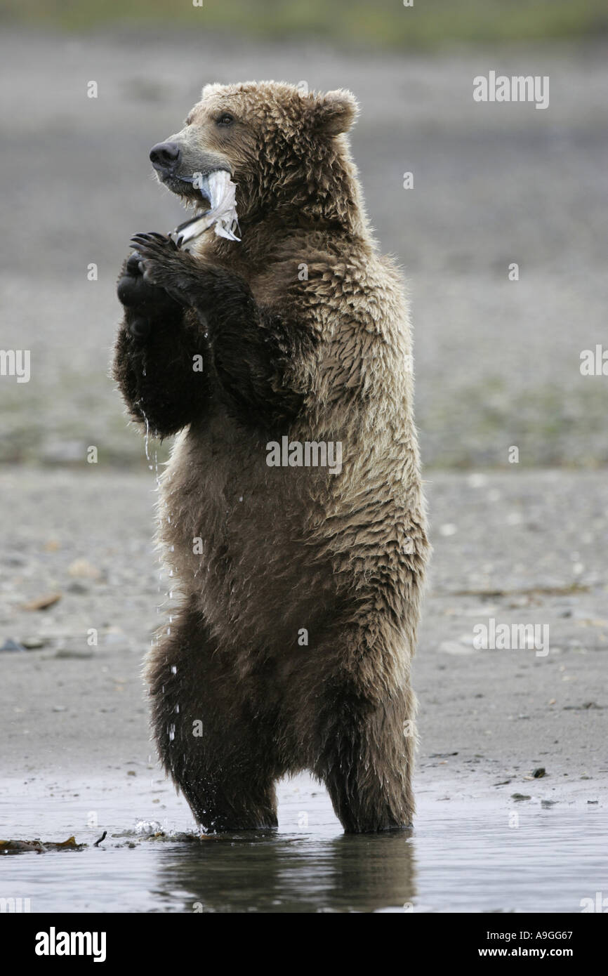 L'ours kodiak (Ursus arctos Ursus arctos middendorffi, middendorfi), chasse marée salmonin creek, USA, Alaska, Katmai NP Banque D'Images