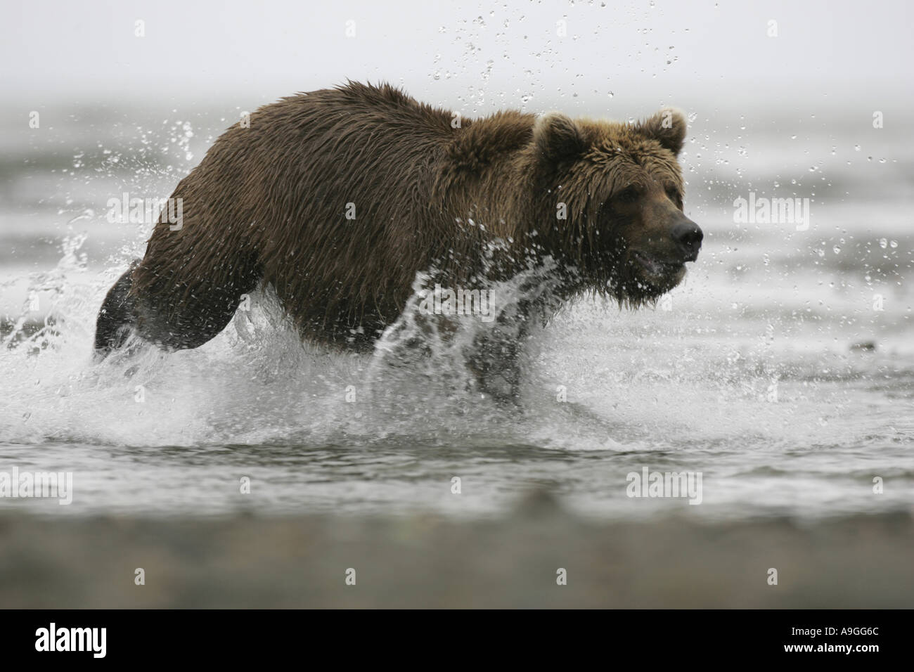 L'ours kodiak (Ursus arctos Ursus arctos middendorffi, middendorfi), courant à travers l'eau, USA, Alaska, Katmai NP Banque D'Images