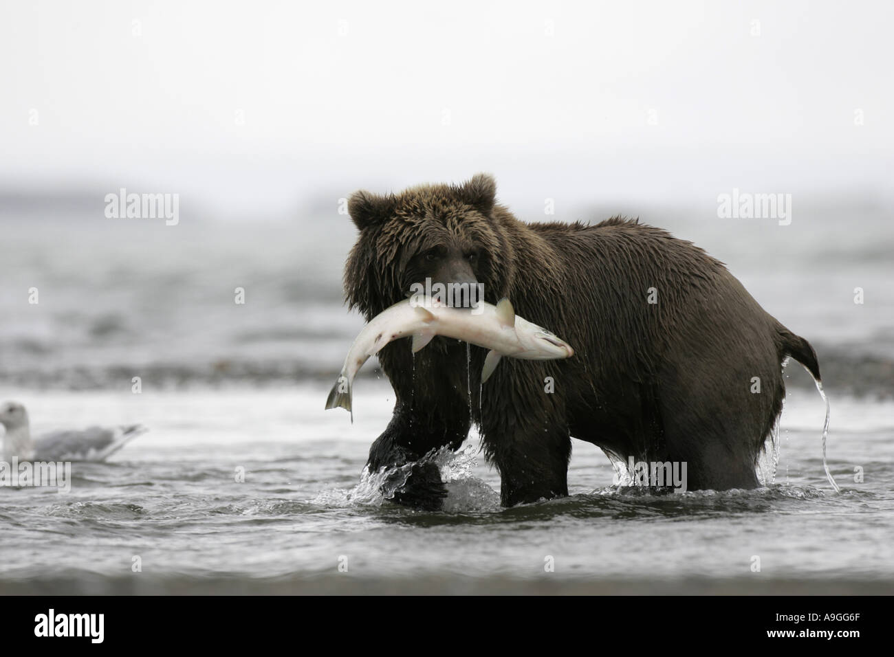 L'ours kodiak (Ursus arctos Ursus arctos middendorffi, middendorfi), avec des salmonin creek, USA, Alaska, Katmai NP Banque D'Images