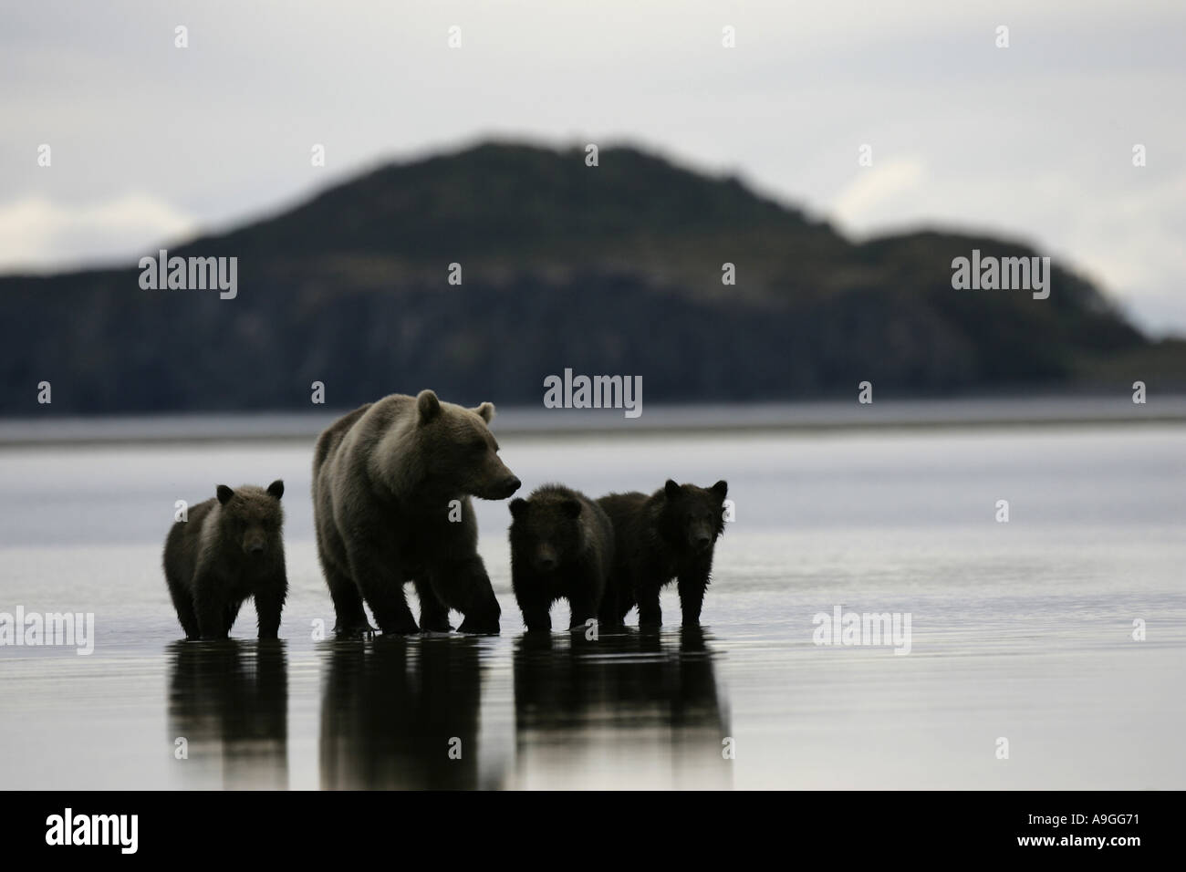 L'ours kodiak (Ursus arctos Ursus arctos middendorffi, middendorfi), mère de trois oursons dans les marées creek, USA, Alaska, Kat Banque D'Images