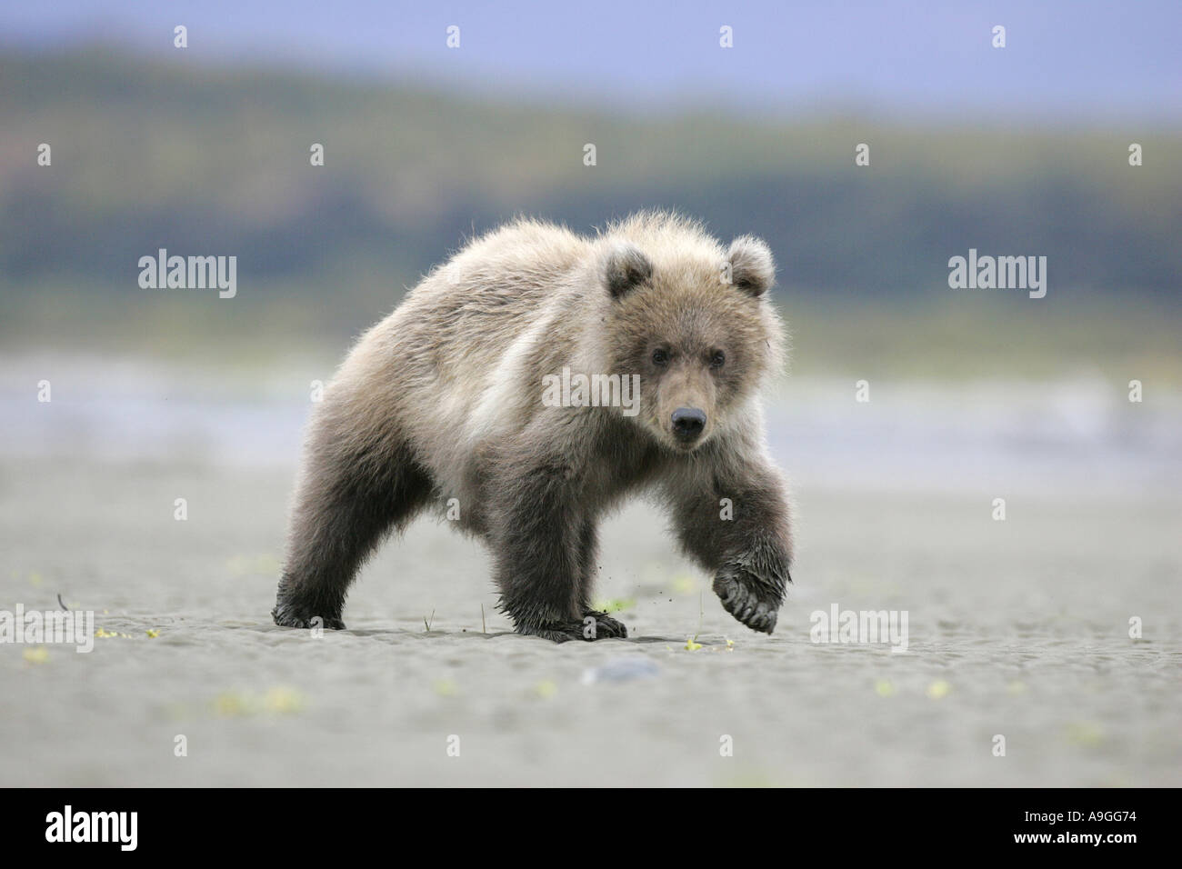 L'ours kodiak (Ursus arctos Ursus arctos middendorffi, middendorfi), ourson de marcher à travers le ruisseau de marée, USA, Alaska, Katmai NP Banque D'Images