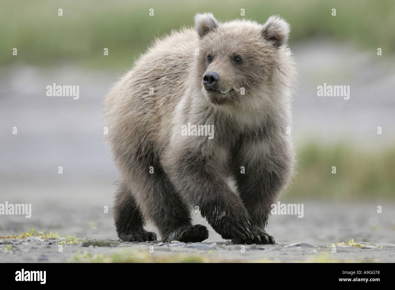 L'ours kodiak (Ursus arctos Ursus arctos middendorffi, middendorfi), ourson de marcher à travers le ruisseau de marée, USA, Alaska, Katmai NP Banque D'Images