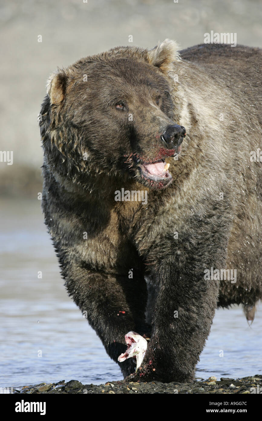 L'ours kodiak (Ursus arctos Ursus arctos middendorffi, middendorfi), mâle adulte avec saumon fraîchement pêché, USA, Alaska, Katmai NP Banque D'Images