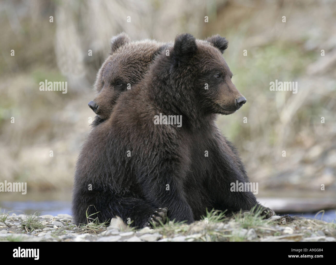 L'ours kodiak (Ursus arctos Ursus arctos middendorffi, middendorfi), oursons en attente de leur mère pour revenir avec des poissons, USA, Banque D'Images