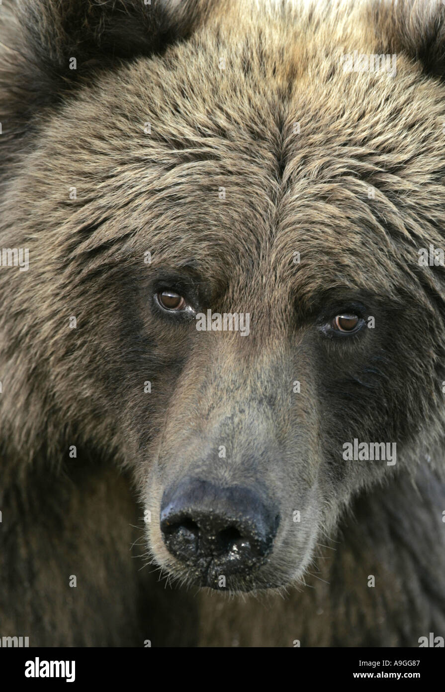 L'ours kodiak (Ursus arctos Ursus arctos middendorffi, middendorfi), sub-adulte mâle en close up, USA, Alaska, Katmai NP Banque D'Images