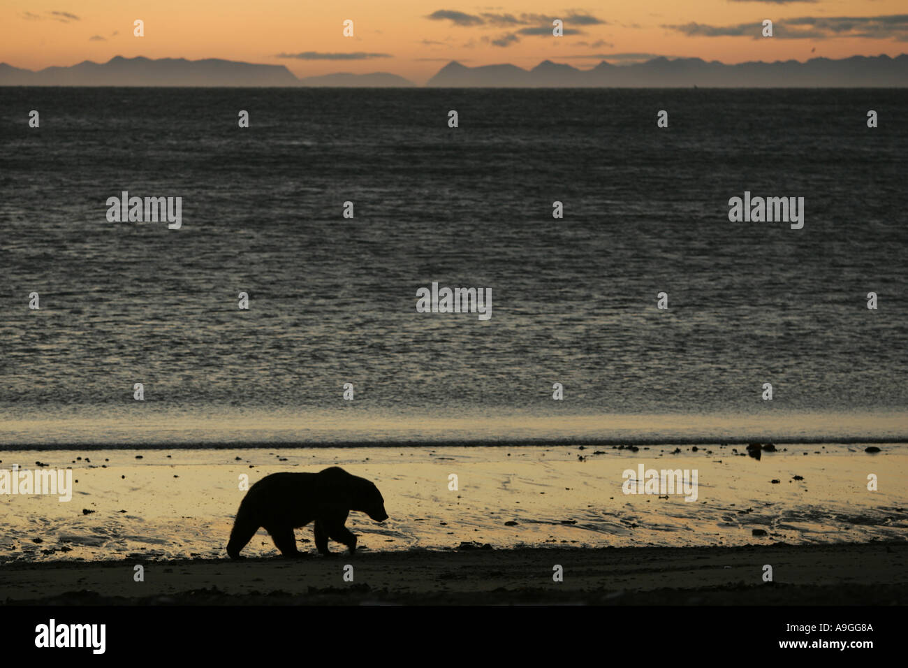 L'ours kodiak (Ursus arctos Ursus arctos middendorffi, middendorfi), en silhouette marcher le long beach au lever du soleil, USA, Alaska, Kat Banque D'Images